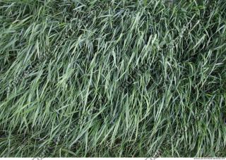 Photo Texture of Grass